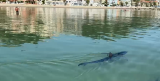 Squalo si incastra tra gli scogli a Grottammare: lo salva la Guardia Costiera